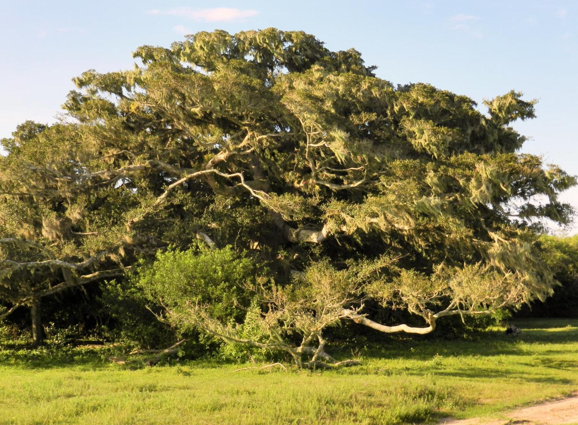 Aldeia Santuario Das Aves Tavares Kamer foto