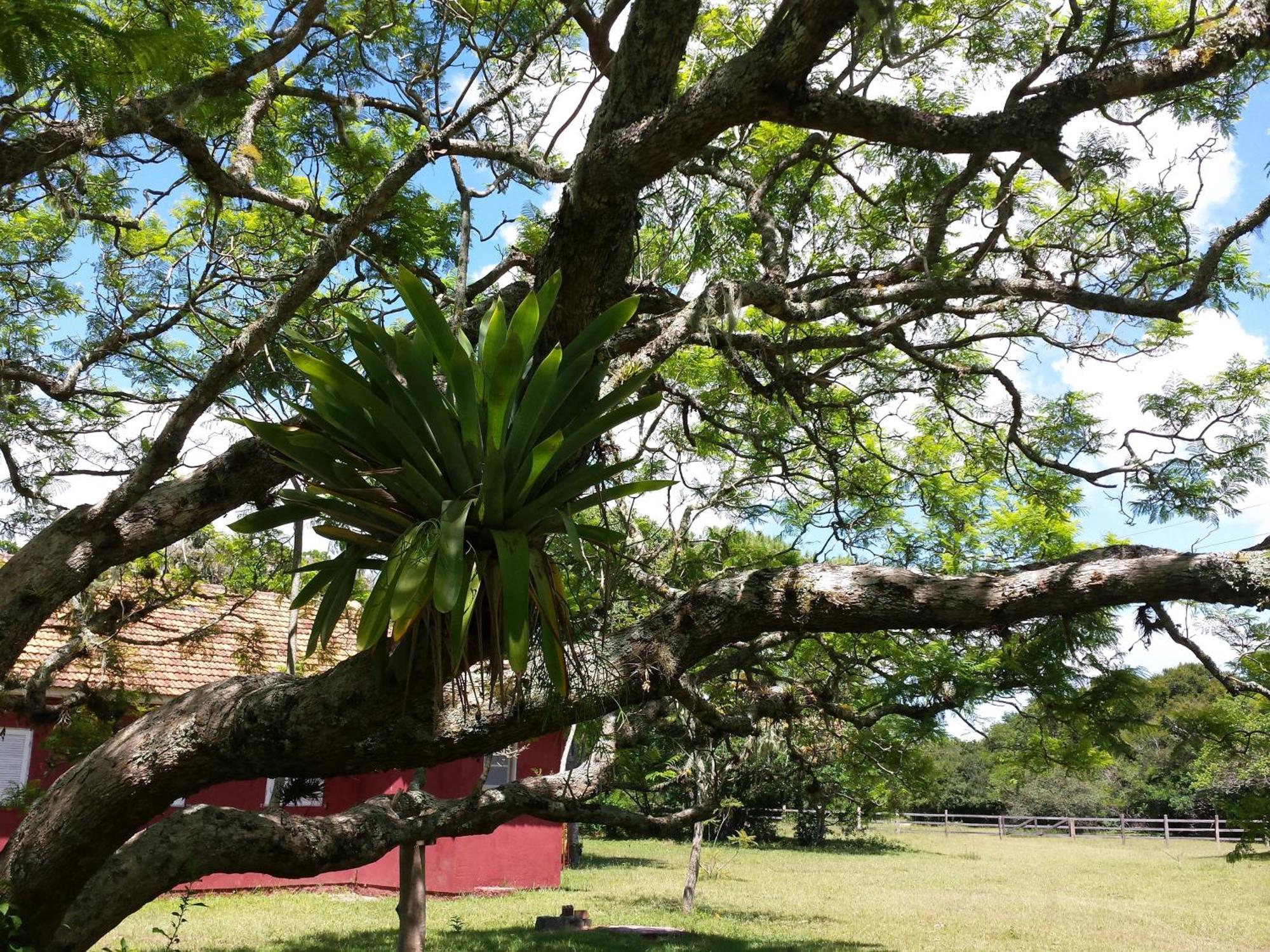 Aldeia Santuario Das Aves Tavares Kamer foto