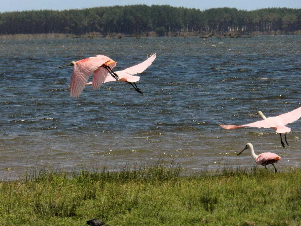 Aldeia Santuario Das Aves Tavares Buitenkant foto