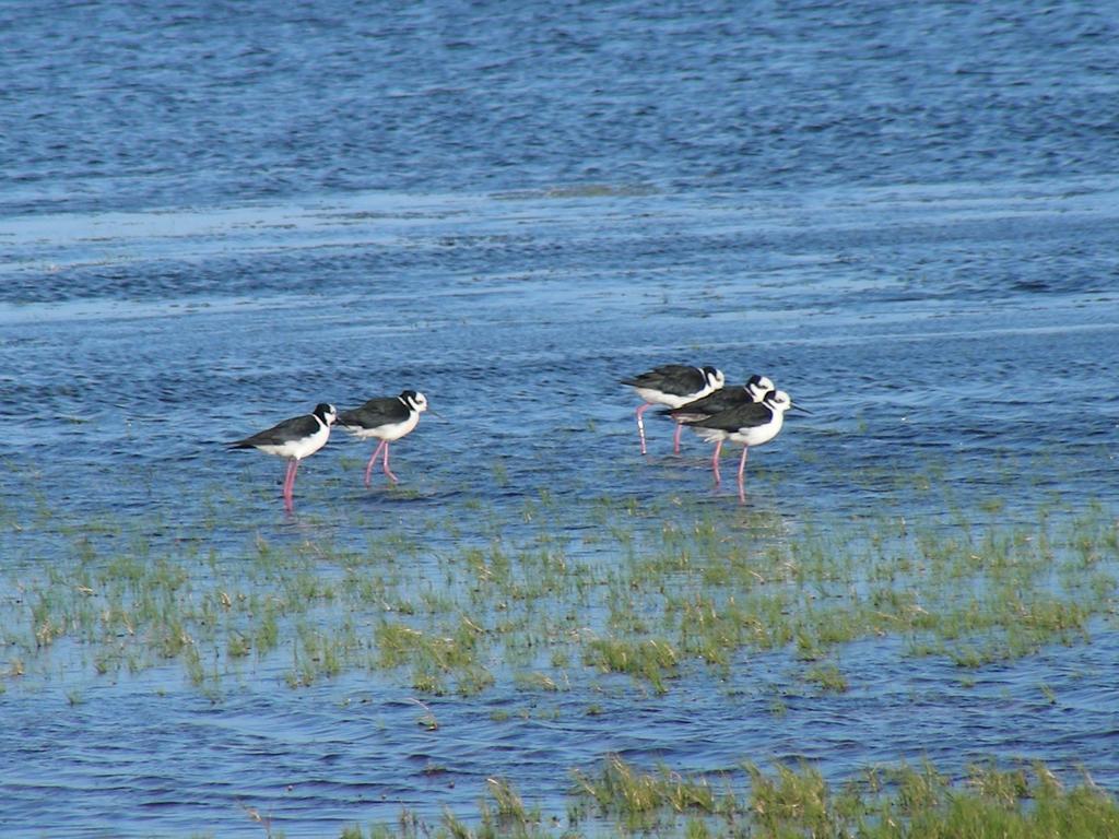 Aldeia Santuario Das Aves Tavares Buitenkant foto
